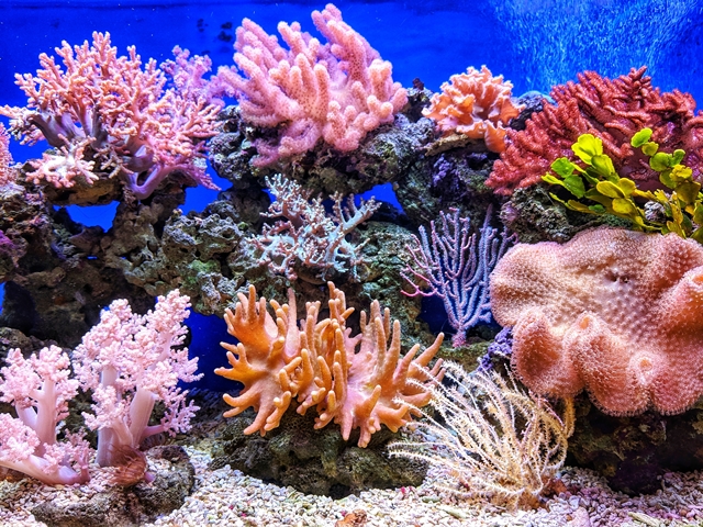korallzátony